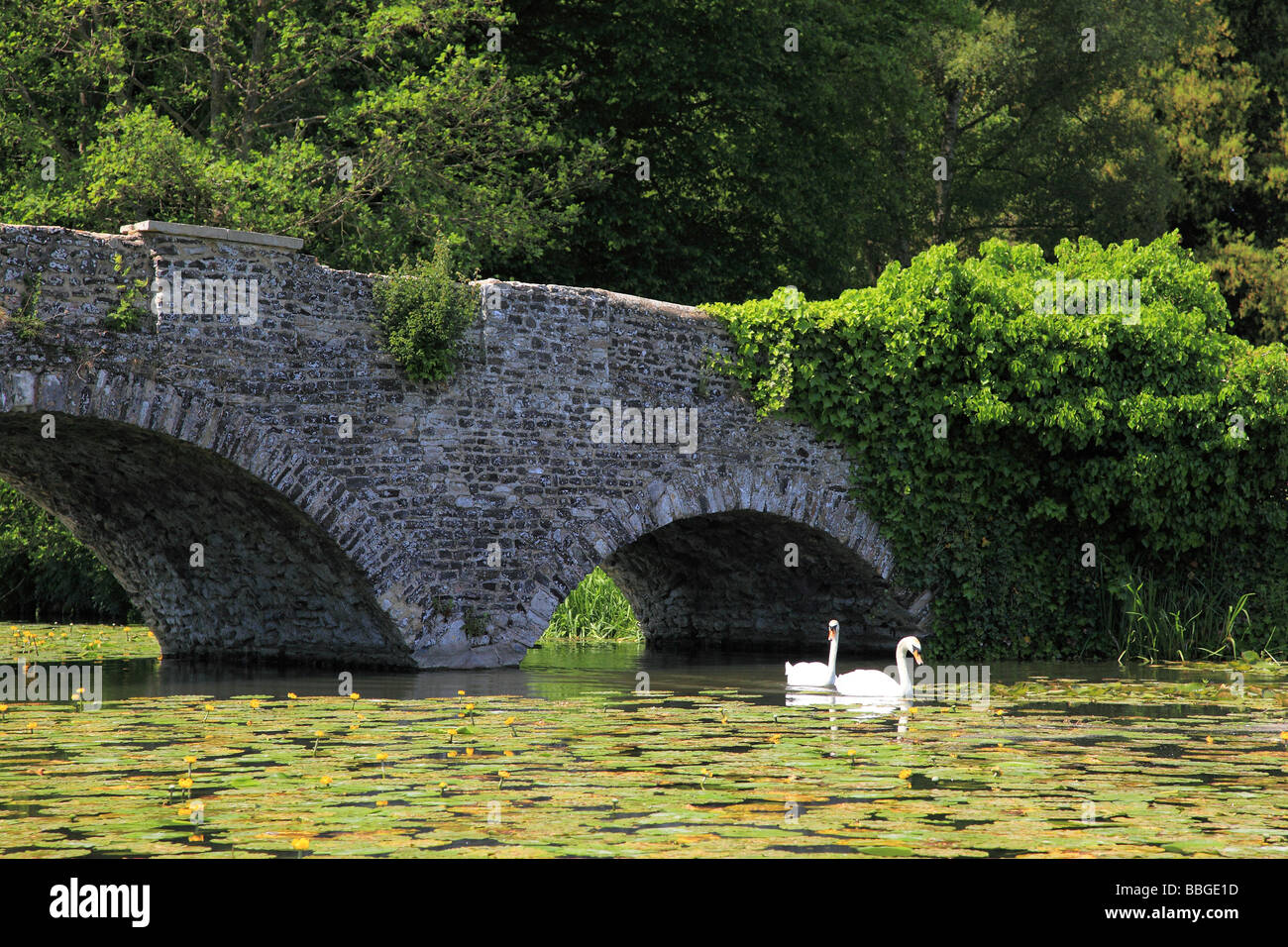 Water lillies and two swans on the pond in Waverley Abbey Surrey England Stock Photo