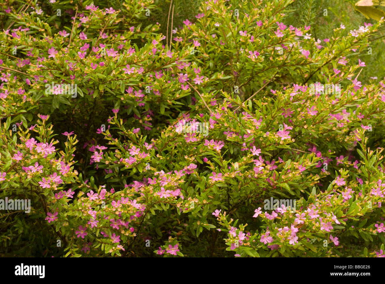 Cuphea hyssopifolia Lythraceae, Landriana Gardens, Tor San Lorenzo, Rome, Lazio, Italy Stock Photo