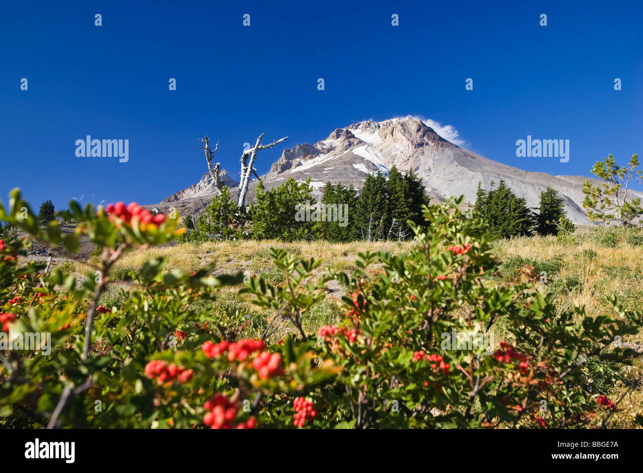 Mount Hood, volcano, Oregon, USA Stock Photo - Alamy