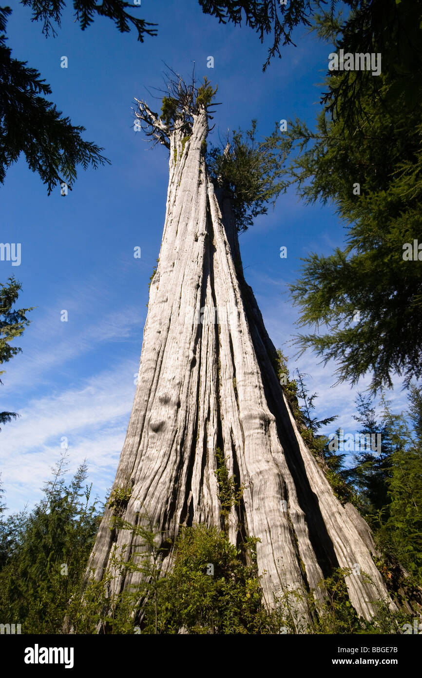 Biggest Western Red Cedar Tree of the world (Thuja plicata), Olympic National Park, Washington, USA Stock Photo