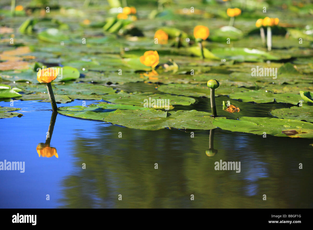 Yellow Water lillies in the pond in Surrey England Stock Photo