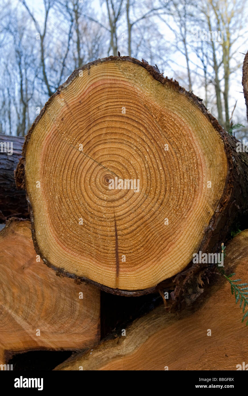 https://c8.alamy.com/comp/BBGFBX/tree-rings-on-cut-logs-BBGFBX.jpg
