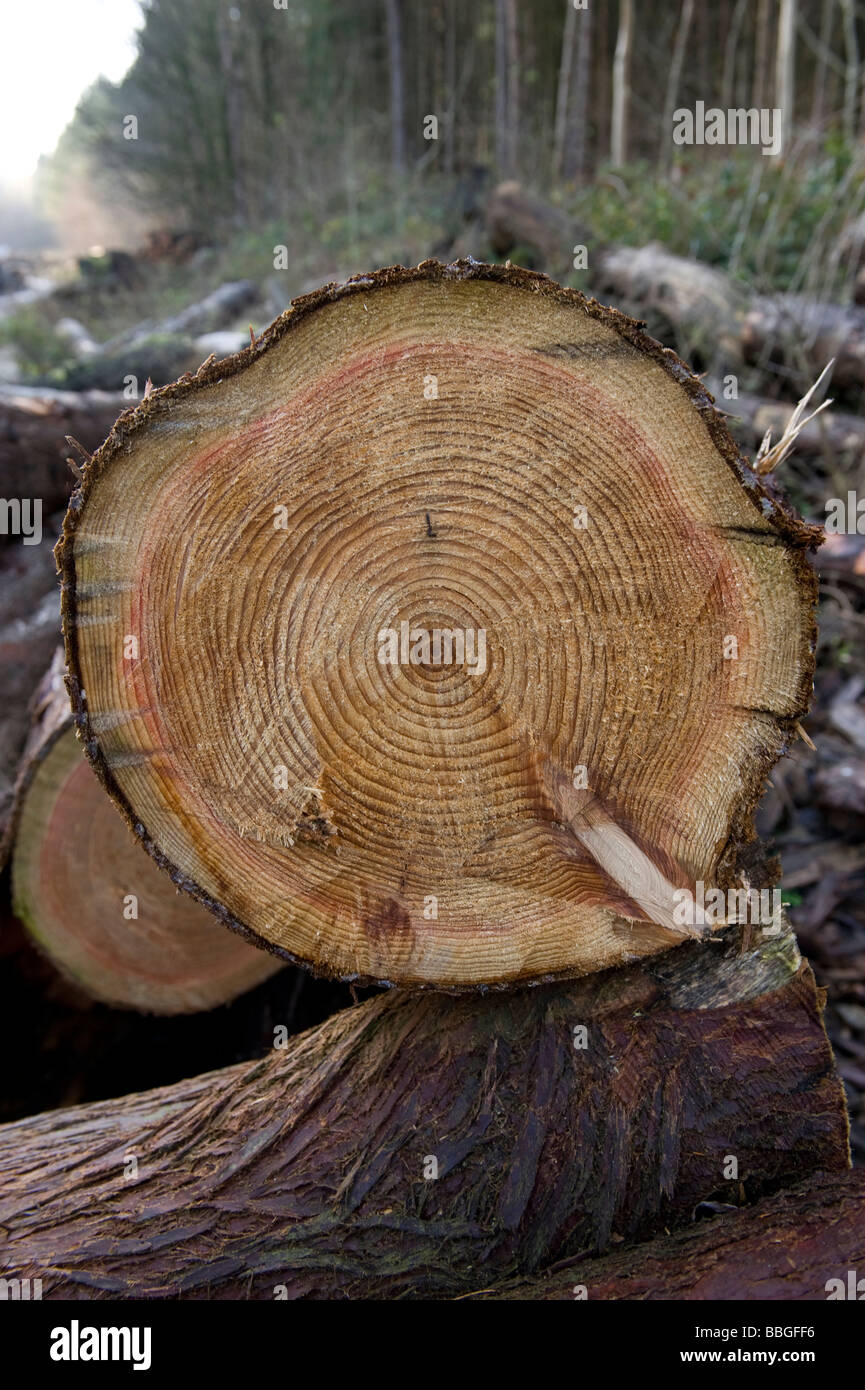 Tree rings on cut logs Stock Photo - Alamy
