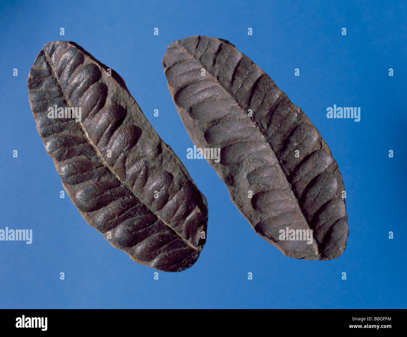 Fossil plant leaf (Alethopteris lonchitifolia) in Carboniferous coal measures, Illinois, USA. Length 100mm. Stock Photo