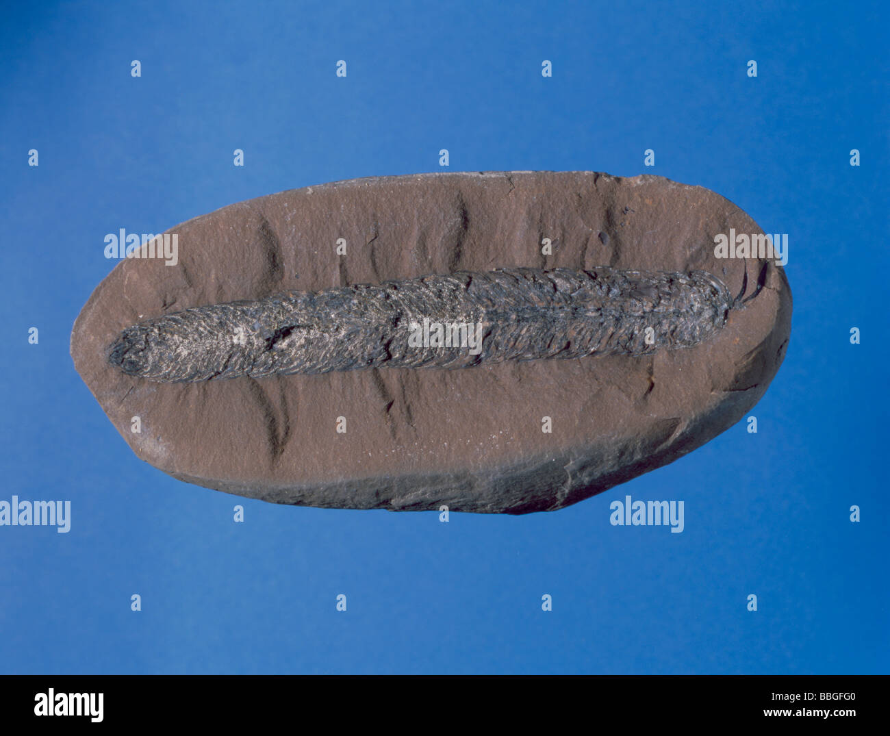 Fossil cone (Sigillariostrobus sp.) in Carboniferous coal measures, Lancashire, England, UK. Length 120mm. Stock Photo