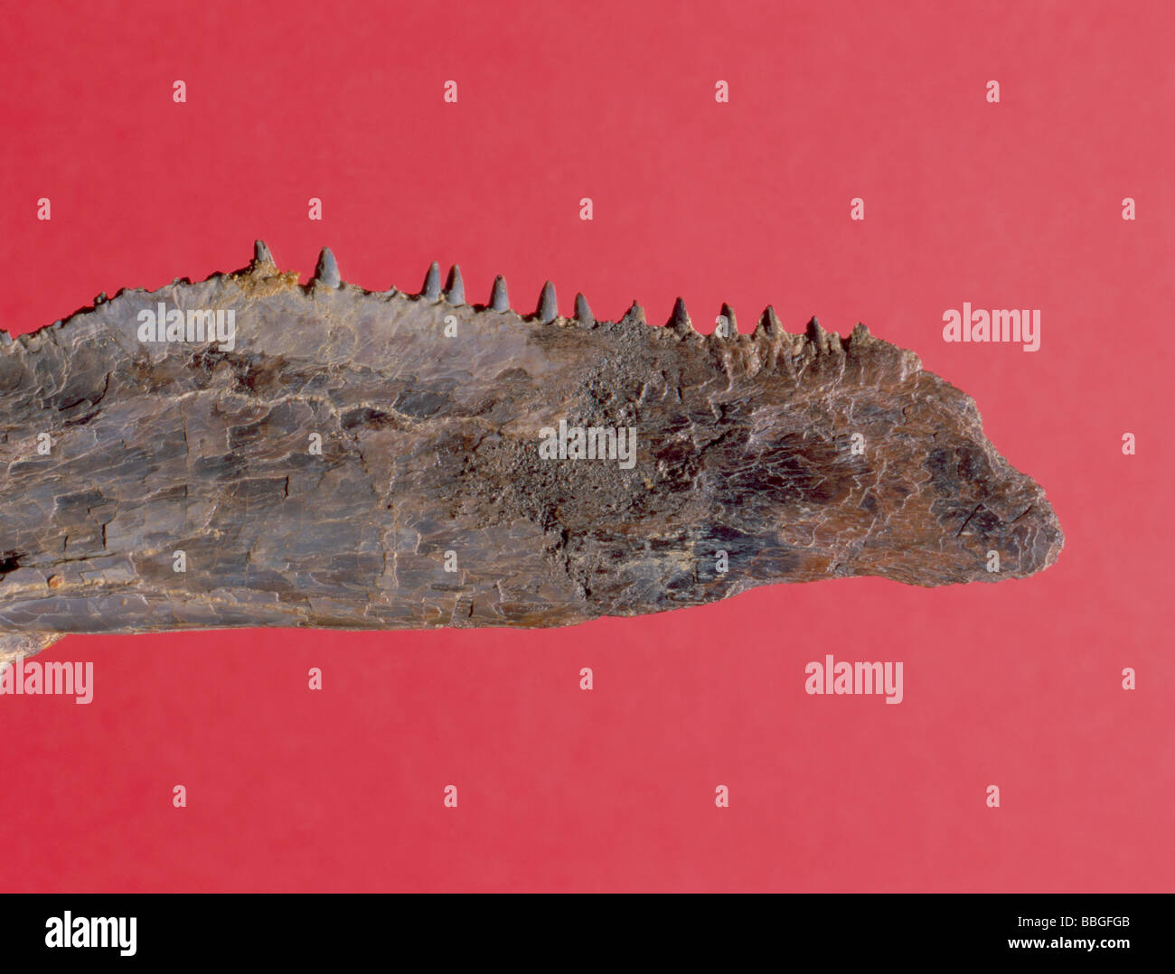 Fossil fish jaw bone (Saurocephalus sp.) from Cretaceous period, Kansas, USA., North America. Length 65mm. Stock Photo