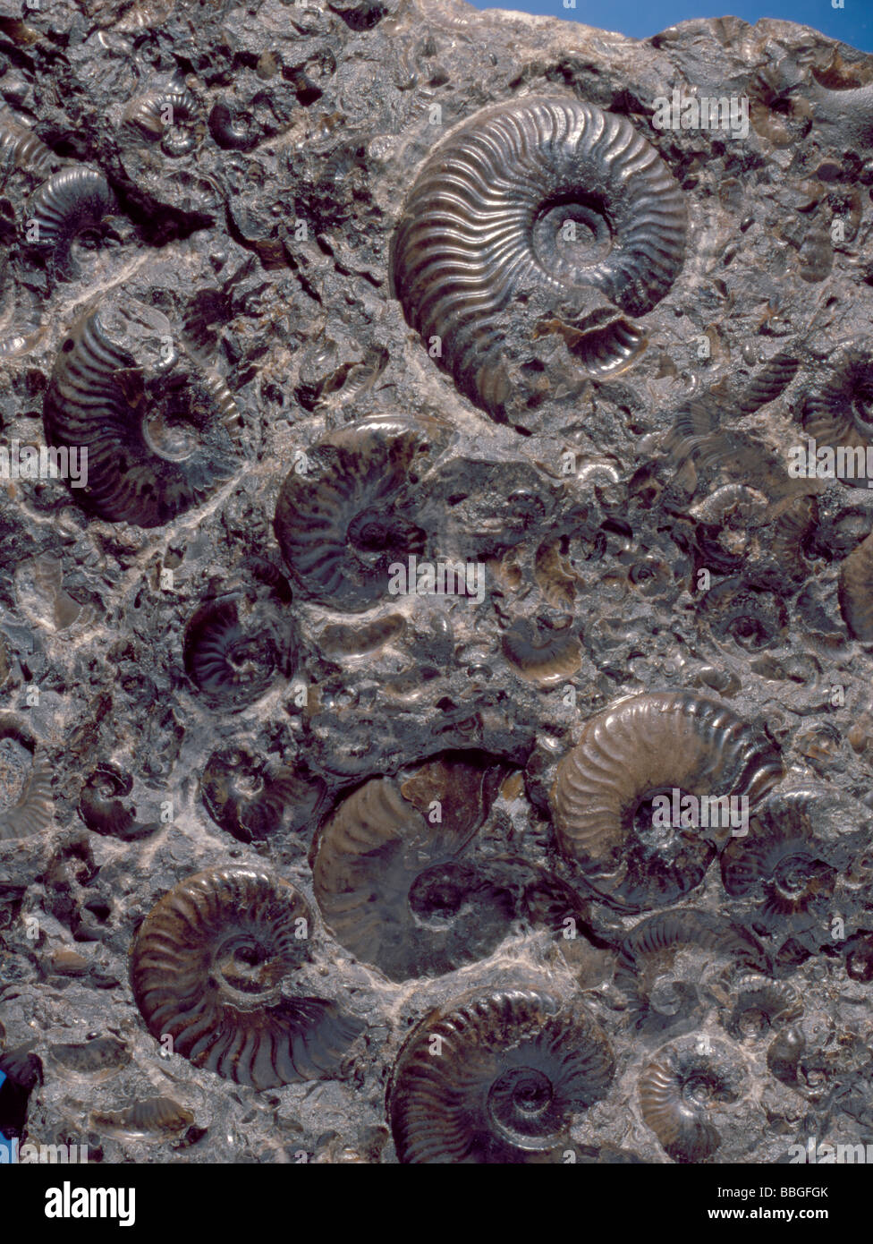 Fossil ammonites (Harpoceras exaratum) in Jurassic Upper Lias, Whitby, North Yorkshire, England, UK. Stock Photo
