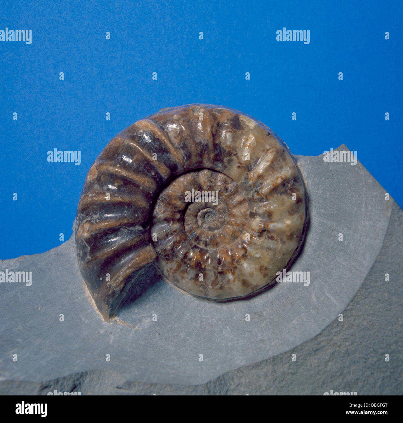 Fossil ammonite (Asteroceras obtusum) in Jurassic Lower Lias limestone, Charmouth, Dorset, England, UK. Diameter 85mm. Stock Photo