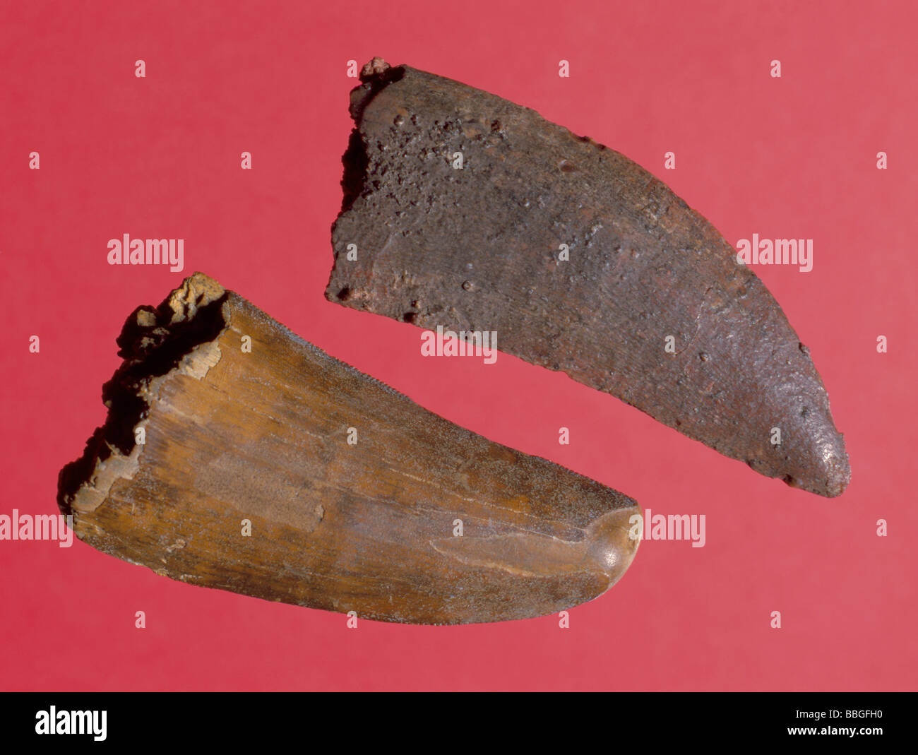 Fossil dinosaur teeth (Carcharodontosaurus saharicus), from Upper Cretaceous period, Taouz, Morocco, North Africa. Length 70mm. Stock Photo