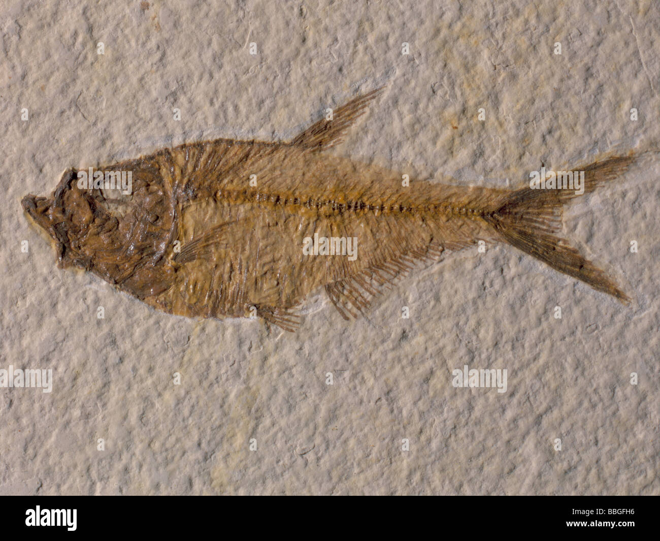 Fossil fish (Diplomystus humilis), from Eocene period, Colorado, USA., North America. Length 90mm. Stock Photo