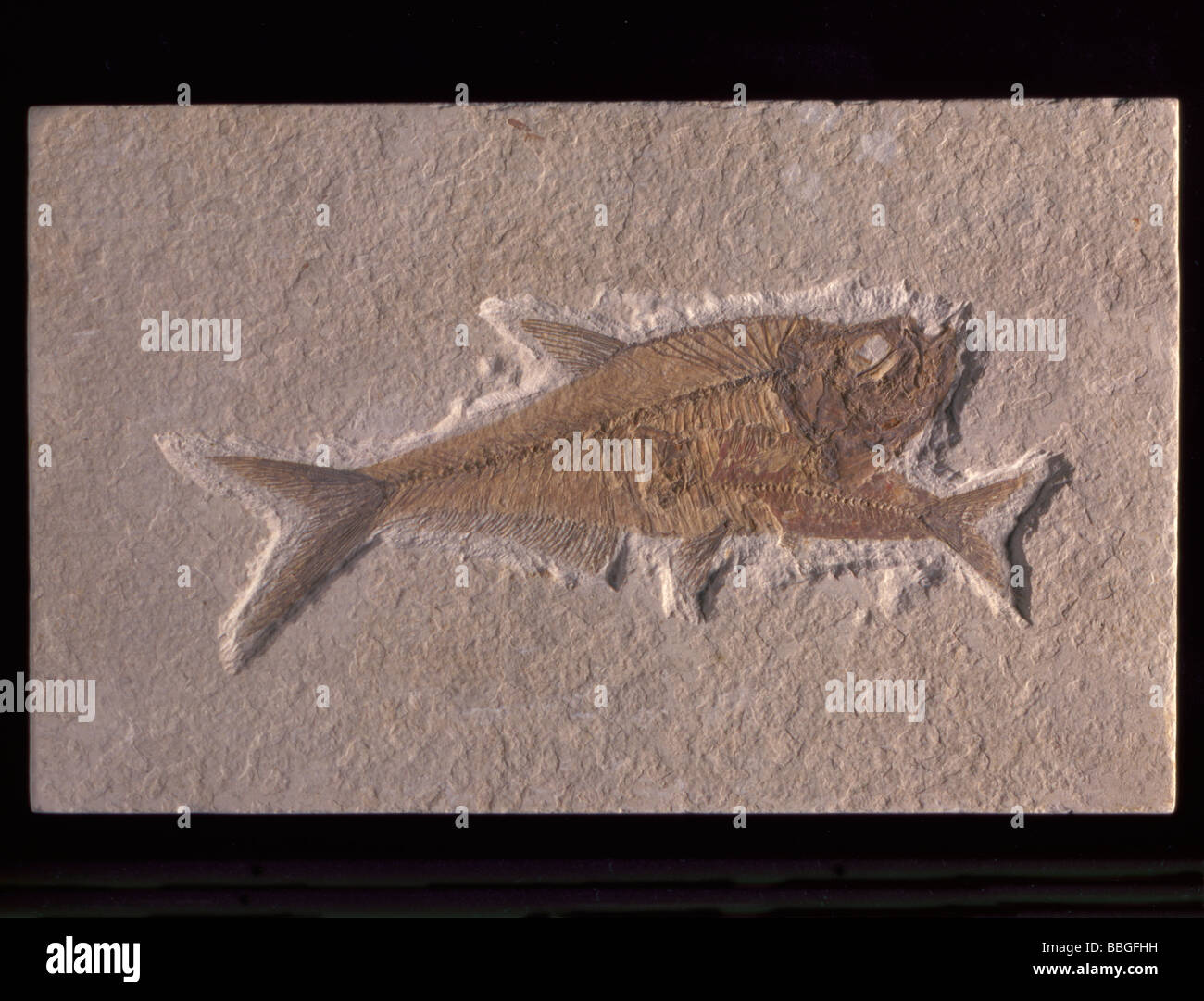 Fossil fish (Diplomystus humilis), from Eocene period, Wyoming, USA., North America. Length 160mm. Stock Photo