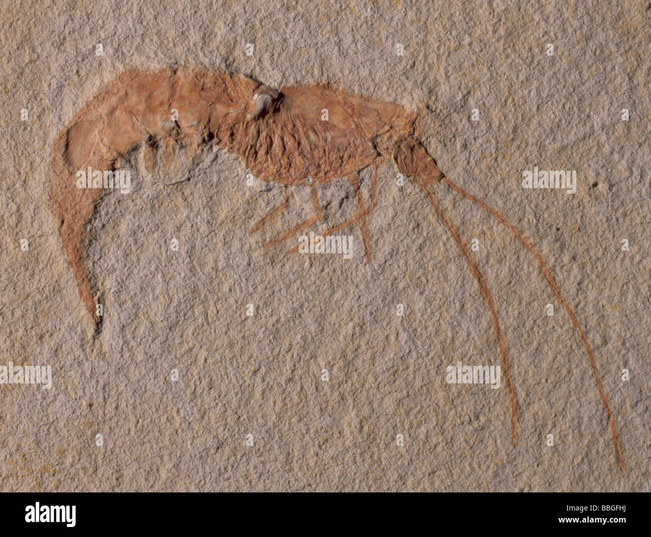 Fossil shrimp (Aeger tipularis) in Jurassic limestone, Bavaria, Germany. Length 110mm. Stock Photo