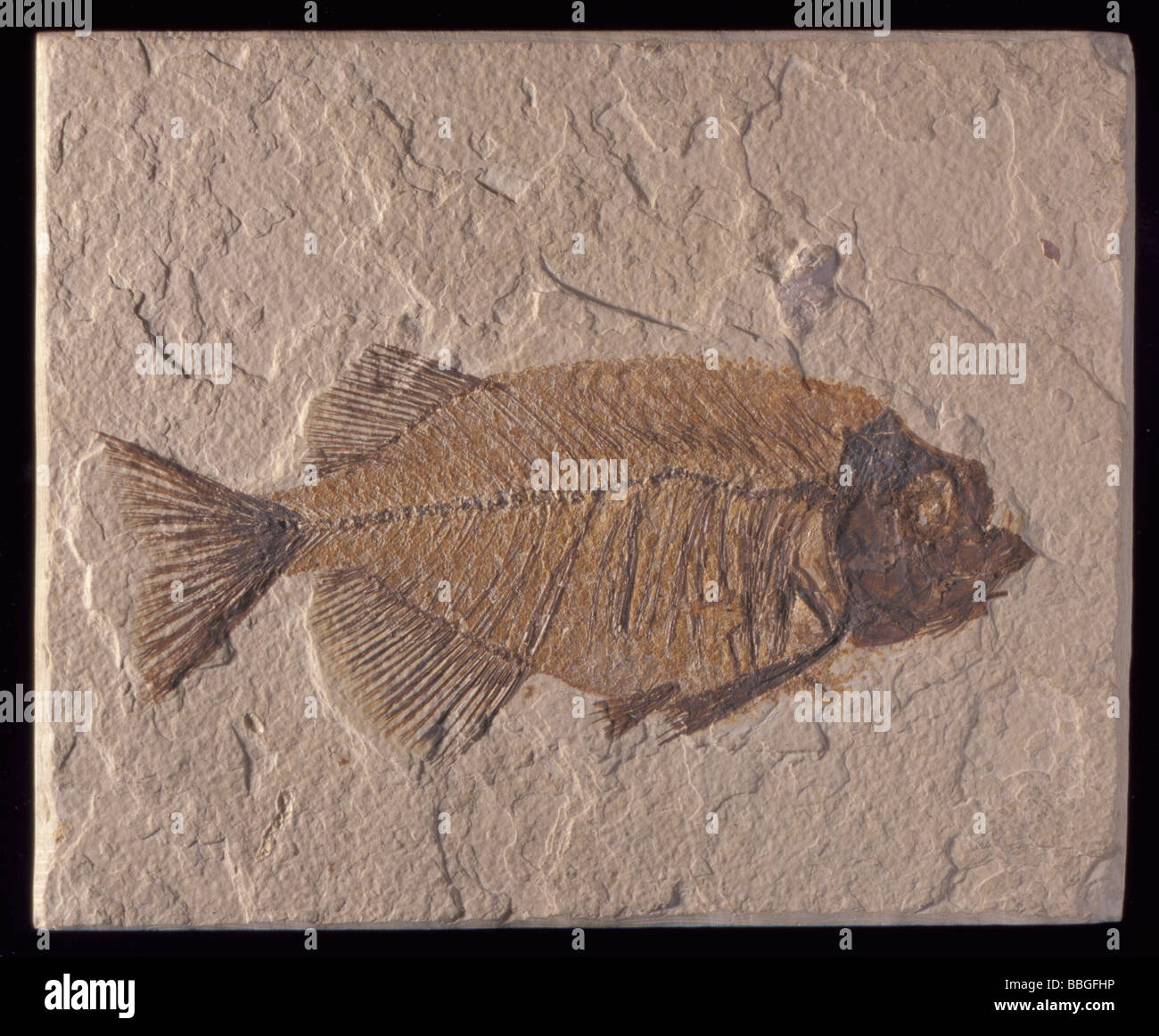 Fossil fish (Phareodus acutus), from Eocene period, Wyoming, USA., North America. Length 170mm. Stock Photo