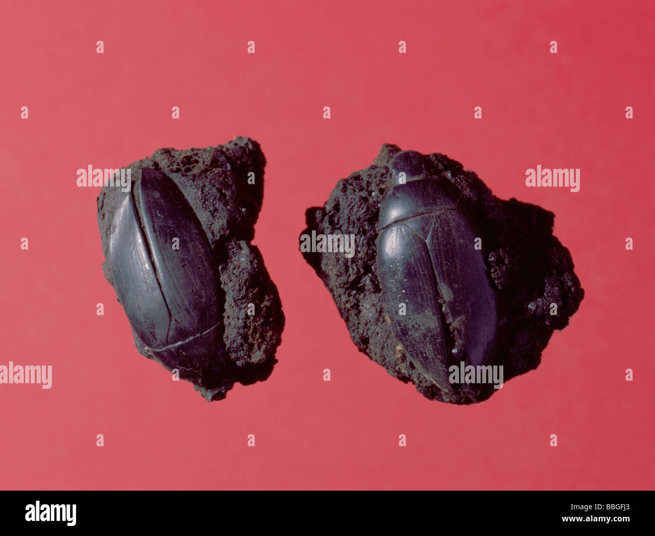 Fossil beetles (Cybister explanatus) from Pleistocene period, McKittrick County, California, USA., North America. Length 40mm. Stock Photo