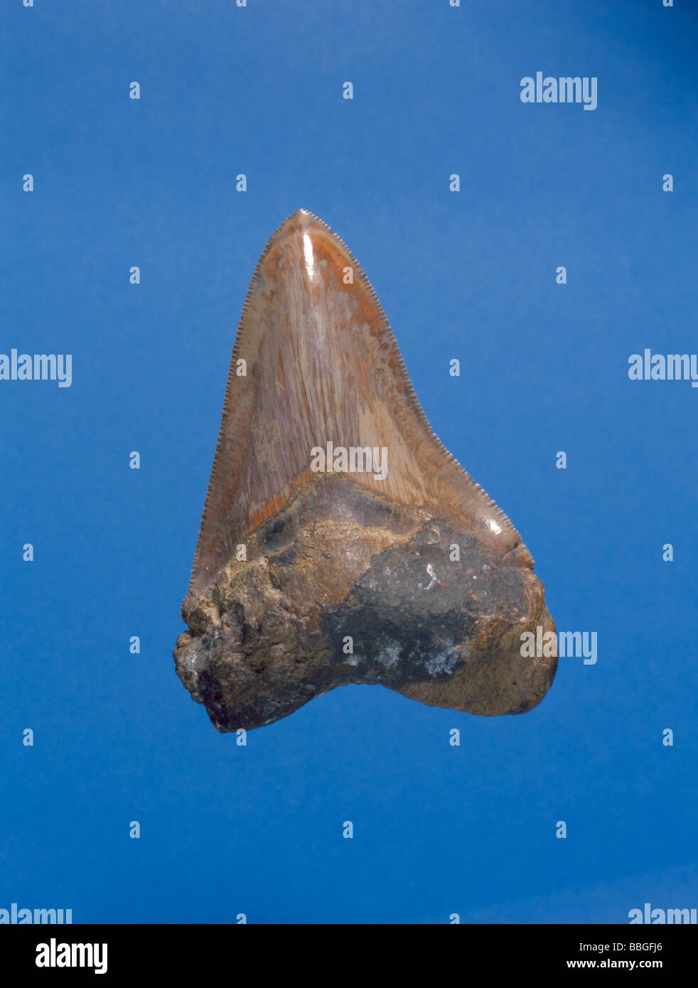 Fossil shark tooth (Carcharadon megalodon) from Pliocene period, Orford, Suffolk, England, UK. Length 42mm . Stock Photo