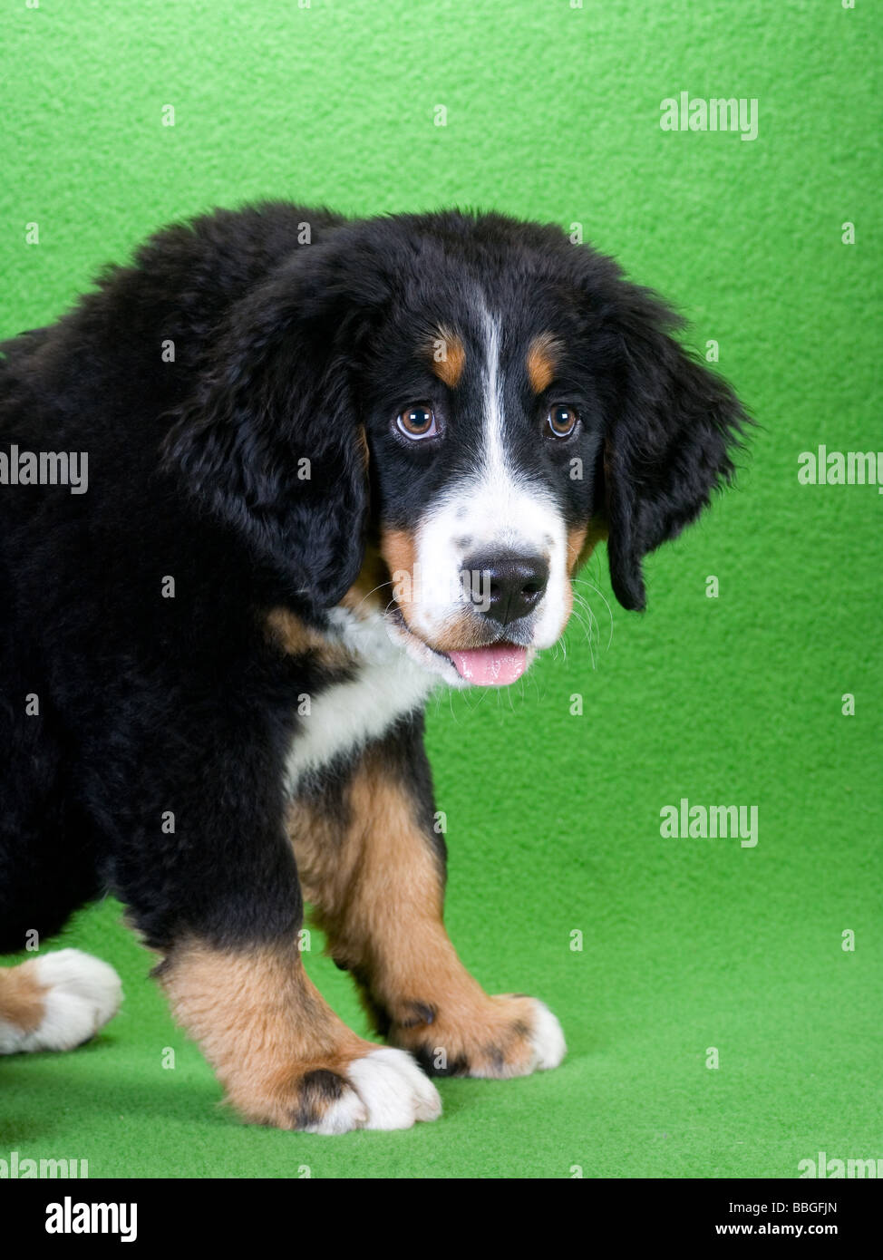 young bernese mountain dog isolated on green Stock Photo