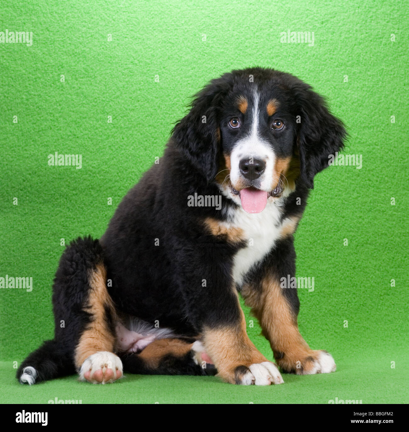 young bernese mountain dog isolated on green Stock Photo