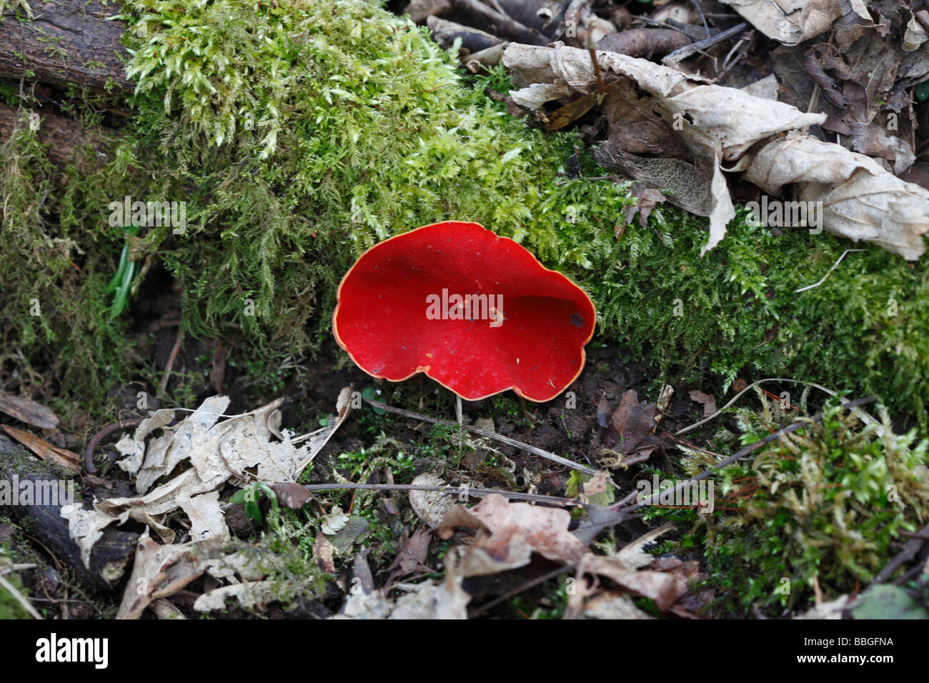 SCARLET ELF CUP sarcoscypha coccinea GROWING ON MOSS COVERED DEAD BRANCH Stock Photo