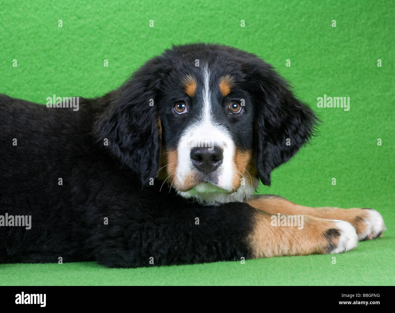 lying young bernese mountain dog isolated on green Stock Photo - Alamy