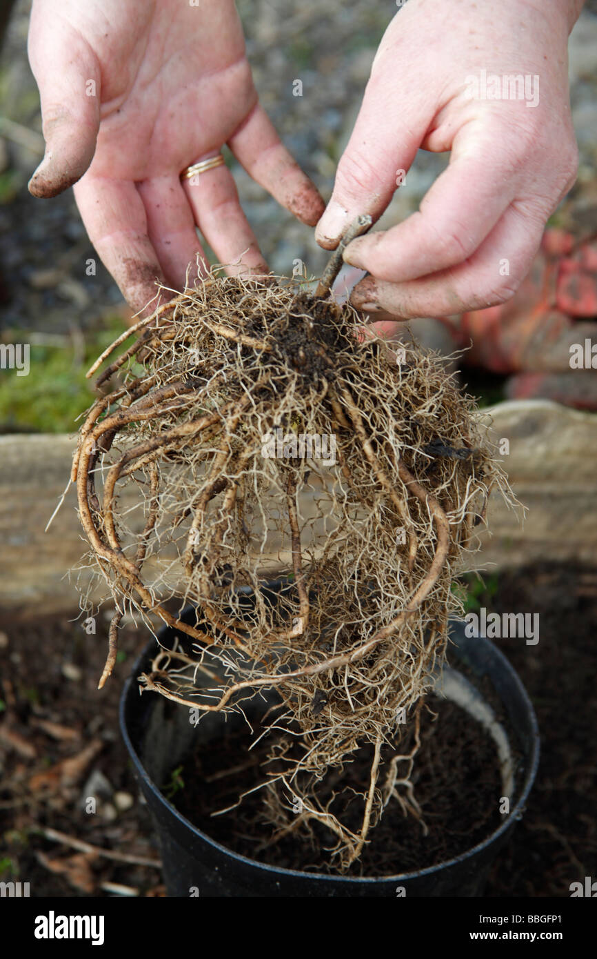POT GROWN ASPARAGUS PLANT SHOWING ROOT SYSTEM TEASED OUT READY FOR