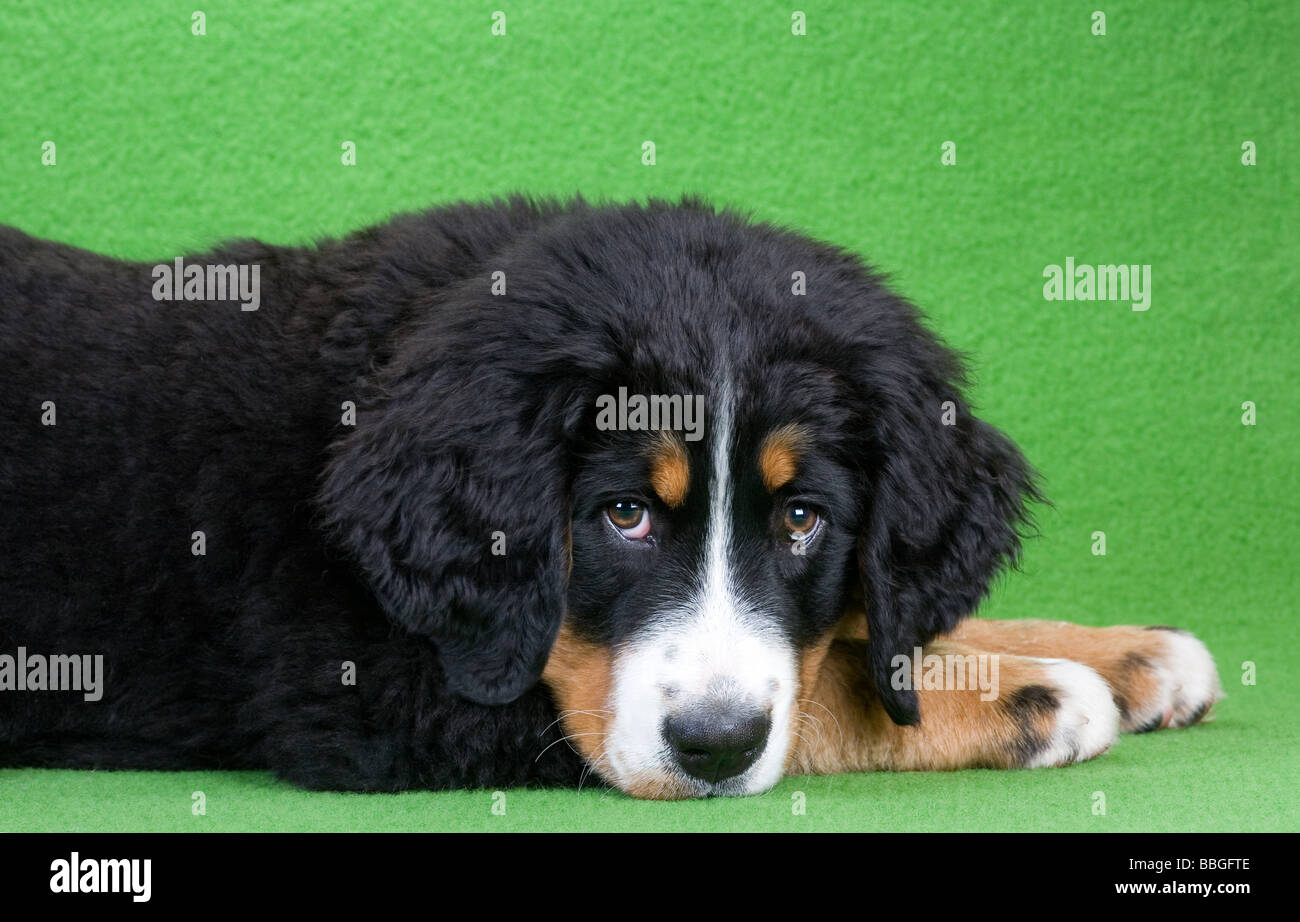 lying young bernese mountain dog isolated on green Stock Photo - Alamy