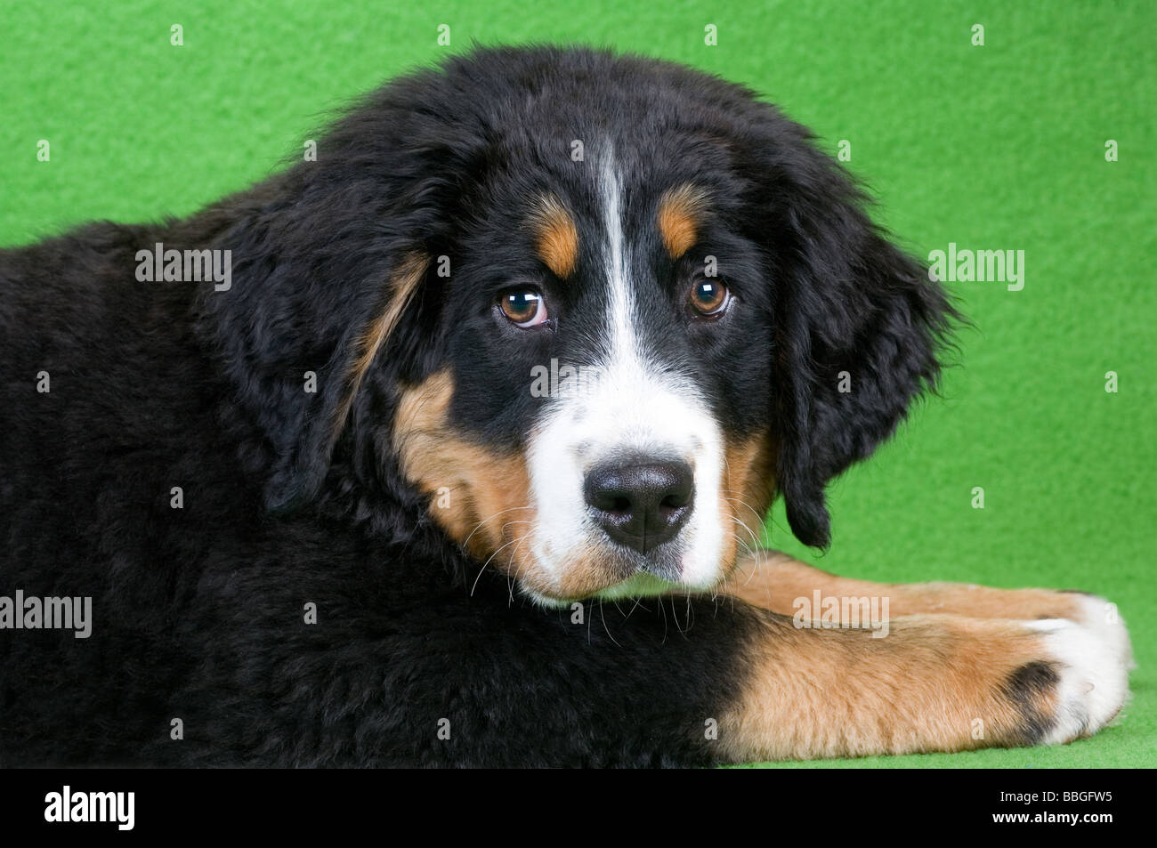 lying young bernese mountain dog isolated on green Stock Photo - Alamy