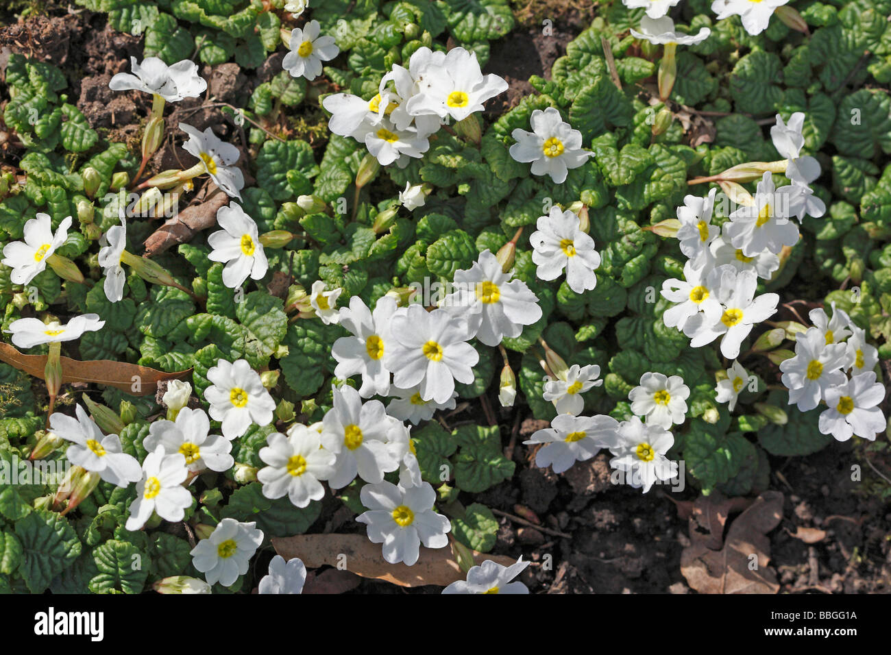 PRIMULA Snow cushion PLANTS IN FLOWER Stock Photo