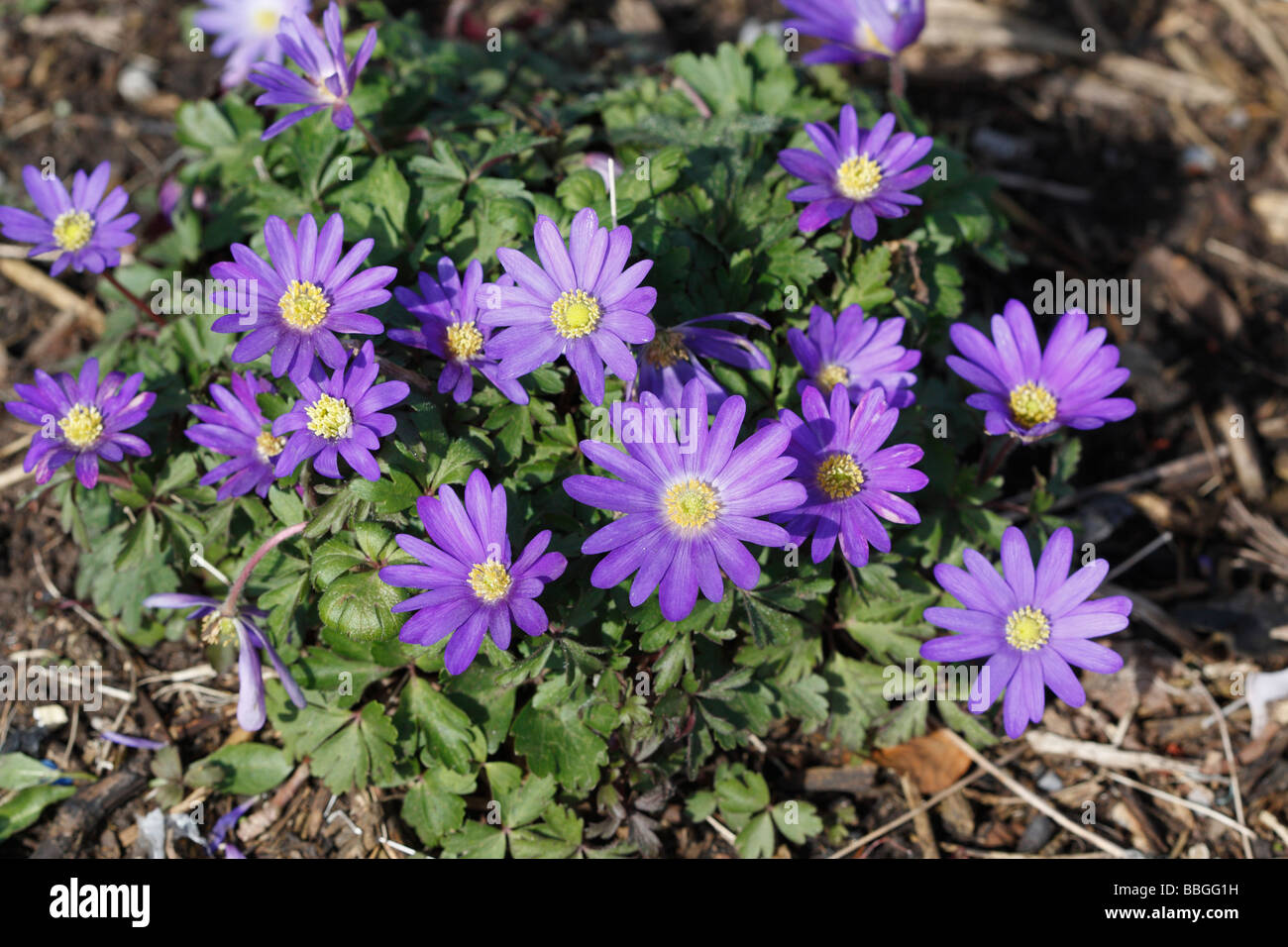 ANEMONE BLANDA BLUE STAR CLOSE UP OF FLOWERS Stock Photo Alamy
