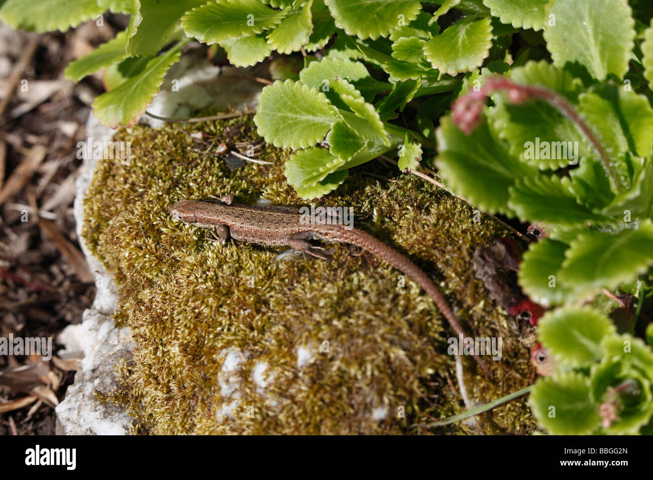 common lizard Lacerta vivipara basking on rockery Stock Photo