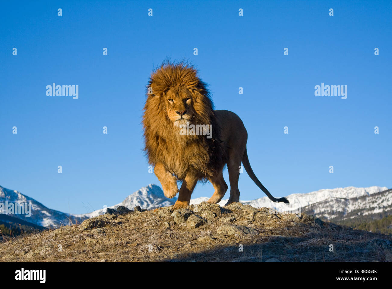Lion Stock Photo