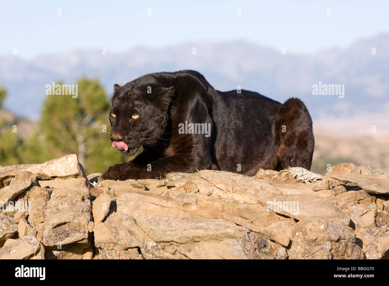 Black leopard Stock Photo