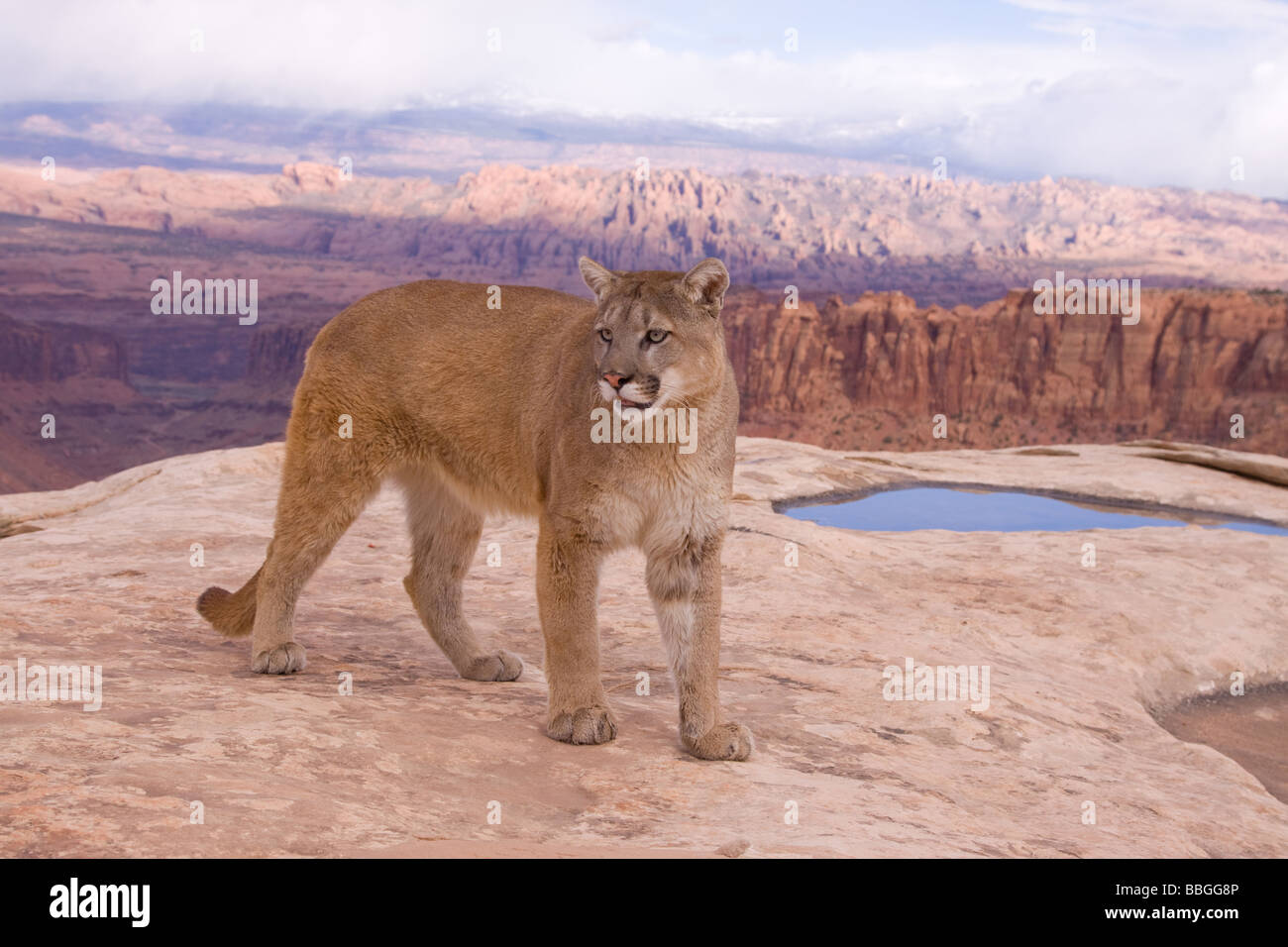 Mountain lion, cougar, puma, on hill overlooking Long Canyon, Colorado  Plateau, Utah Stock Photo - Alamy