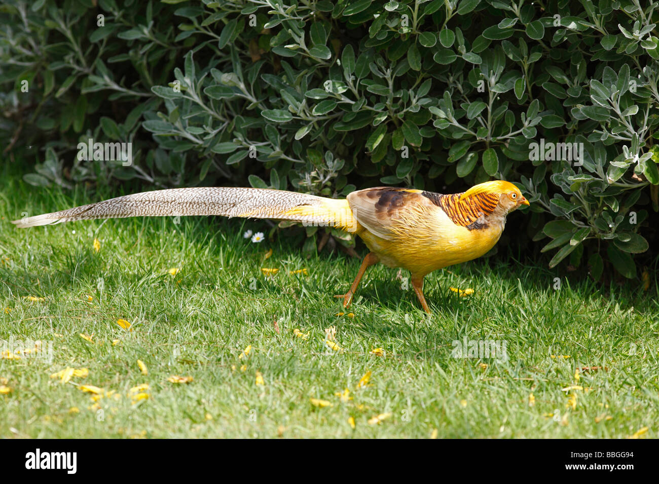 GOLDEN PHEASANT Chrysolophus pictus JUVENILE MALE WALKING IN GRASS Stock Photo