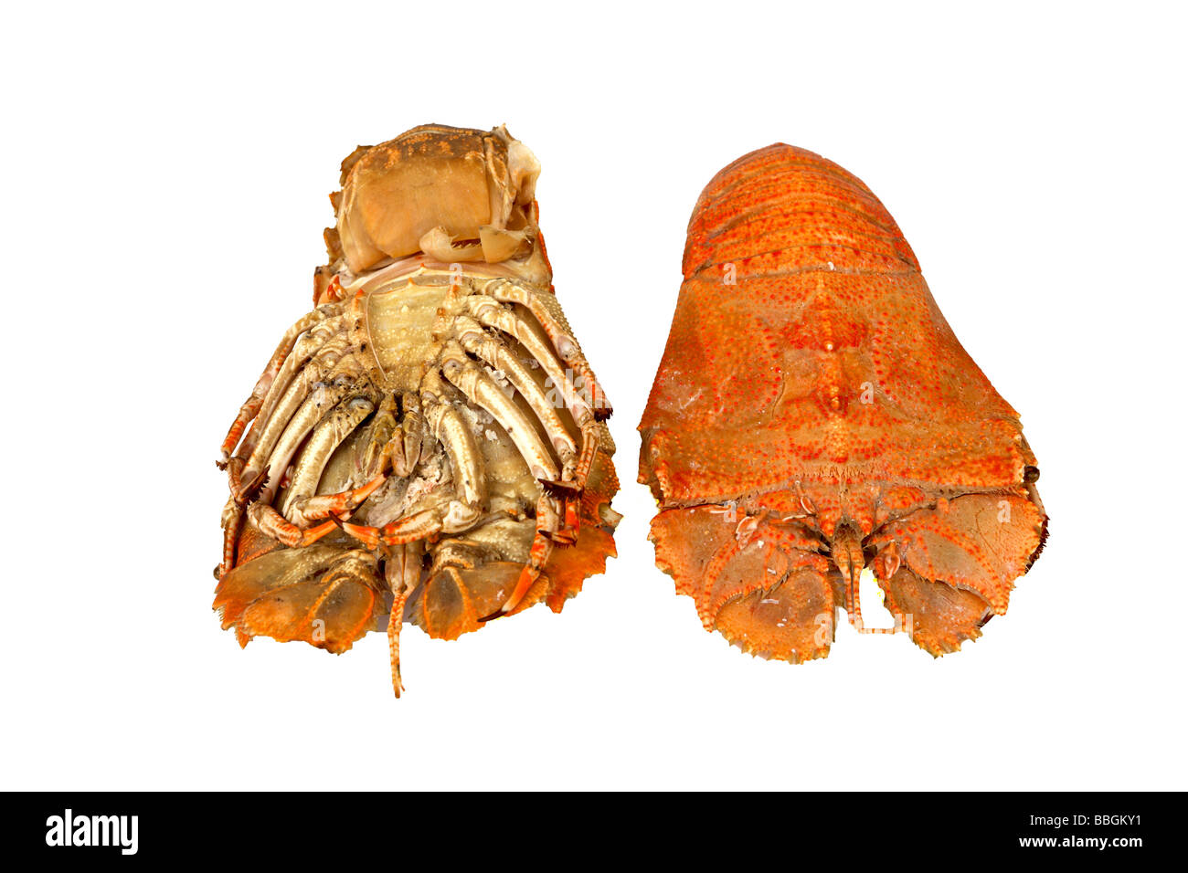 Lobster Family