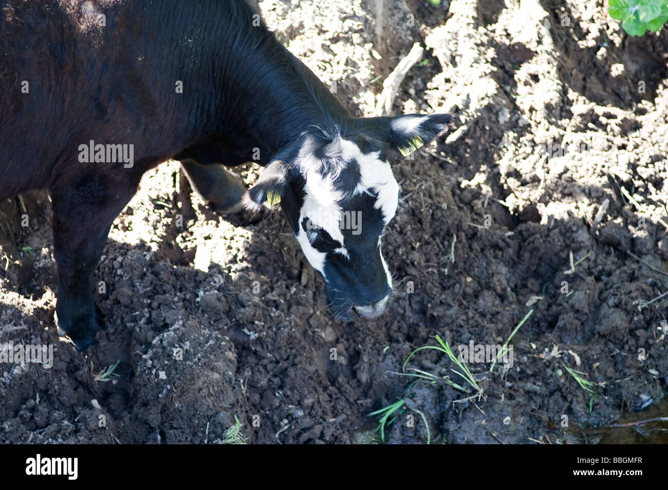 cattle at a waterhole, seen from above, Southern Sweden, Smaland. Stock Photo