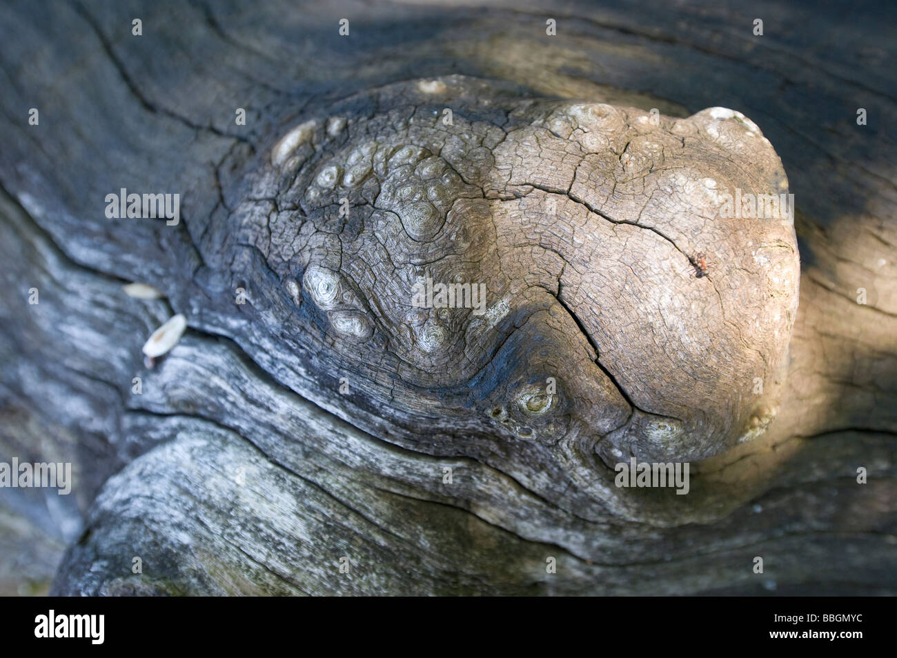 Oak bark ant hires stock photography and images Alamy