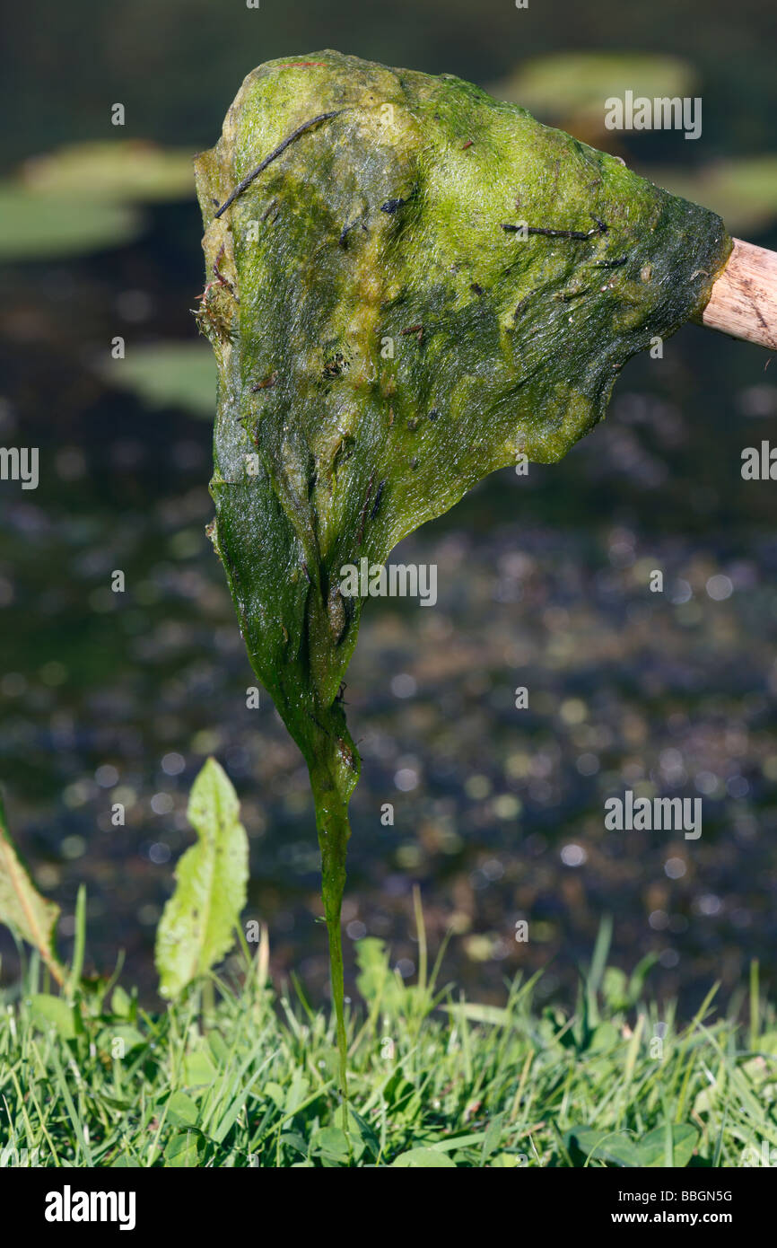 Blanket Weed Stock Photo