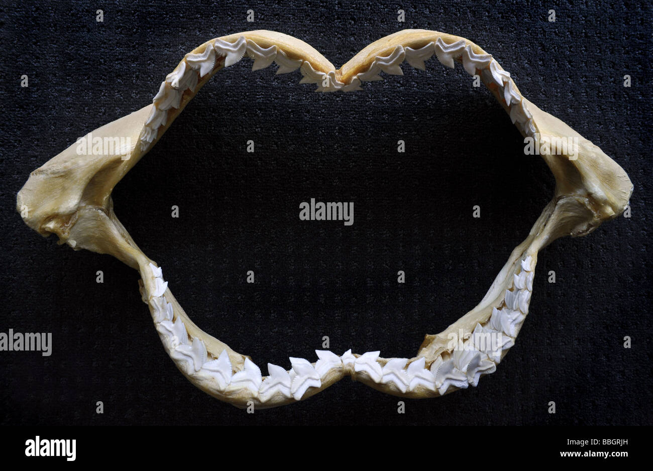 Jaws shark hi-res stock photography and images - Alamy