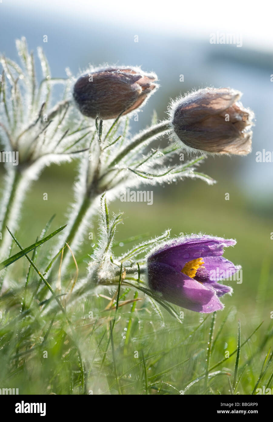 Wild Pasque Flower on a meadow (Anemone pulsatilla) Stock Photo