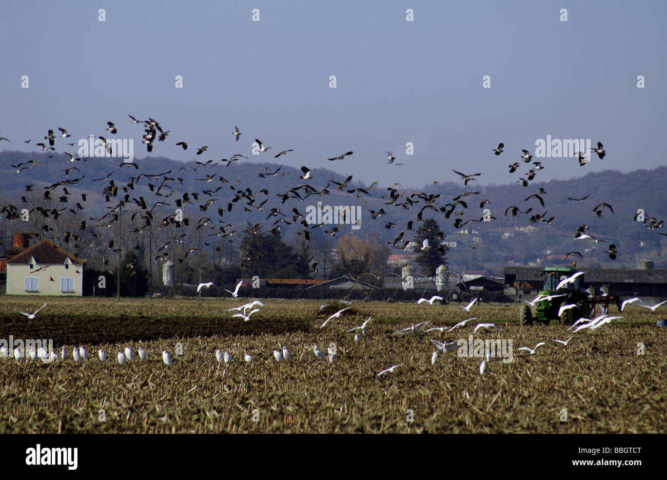 France;Farming;Gascony Region;Cattle Egrets with Lapwings follow a tractor ploughing a field. Stock Photo