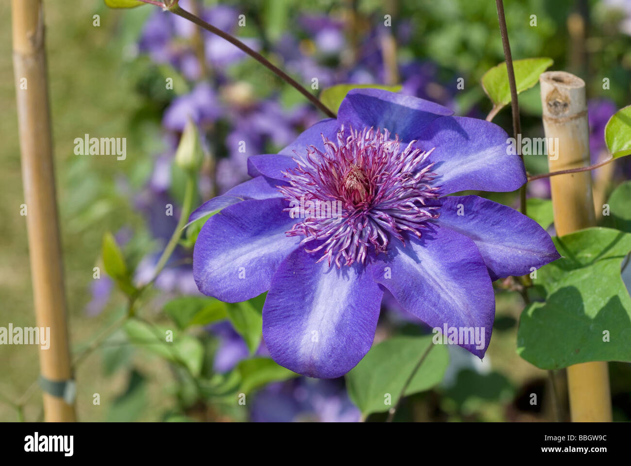 Clematis sp. 'Multi Blue', Ranuncolaceae Stock Photo