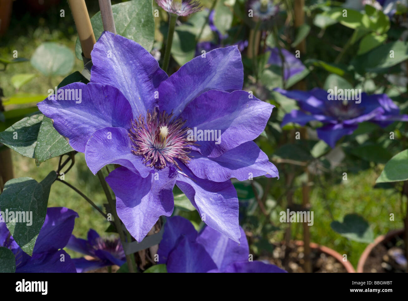 Clematis sp. "The President", Ranuncolaceae Stock Photo