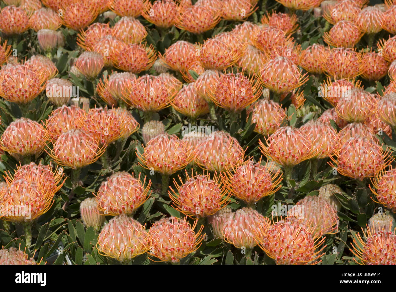 Leucospermum glabrum x tuttum 'Vulcano', South Africa, Proteaceae Stock Photo