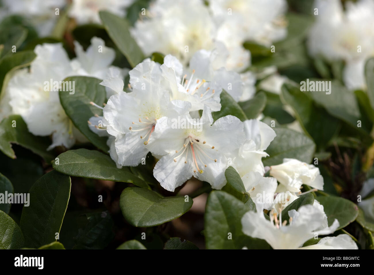 rhododendron schnellwachsend kaufen Rhododendron Catawbiense Grandiflorum | 100-120 cm mit Wurzelballen