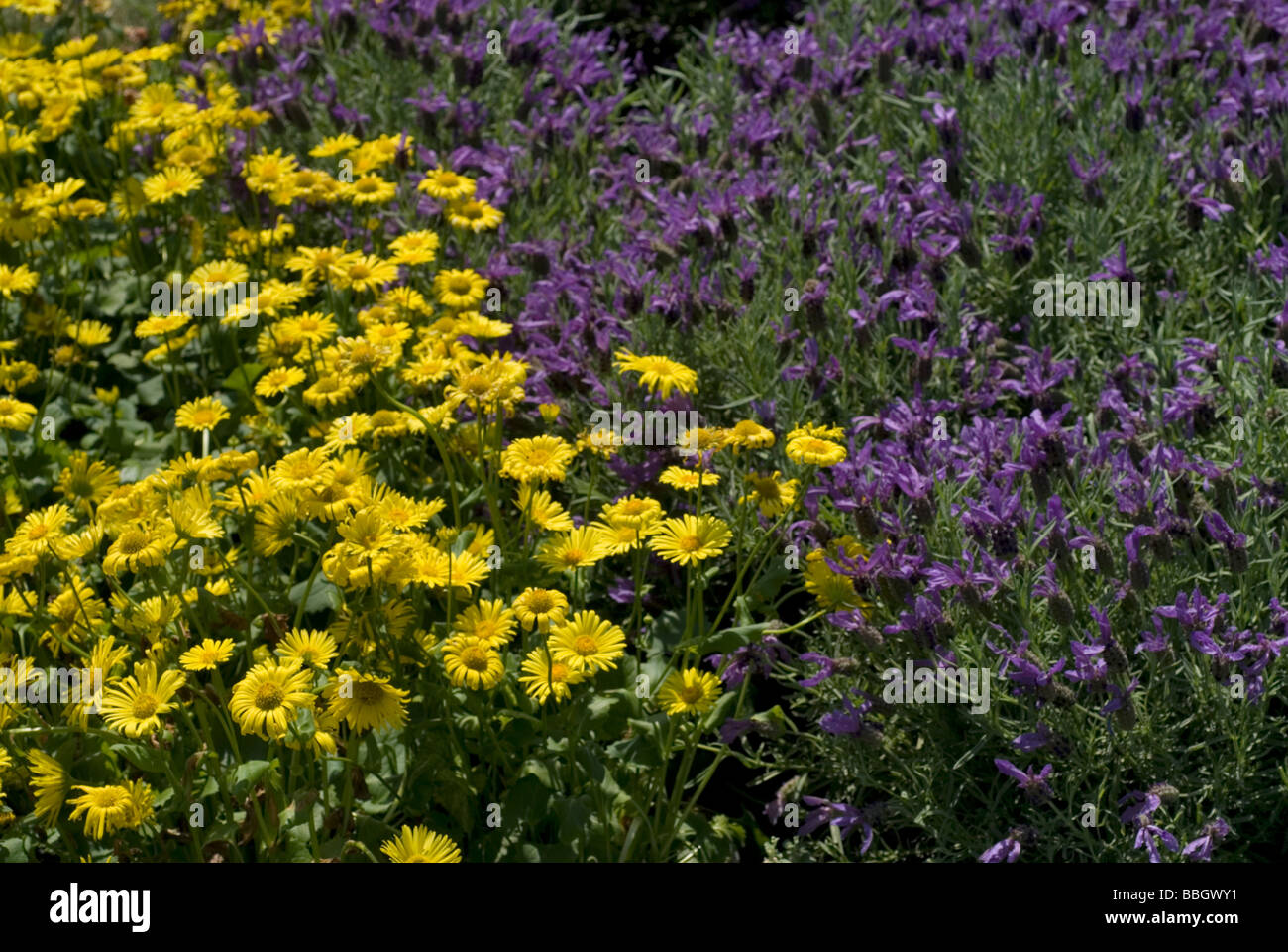 Salvia x sylvestris hi-res stock photography and images - Alamy