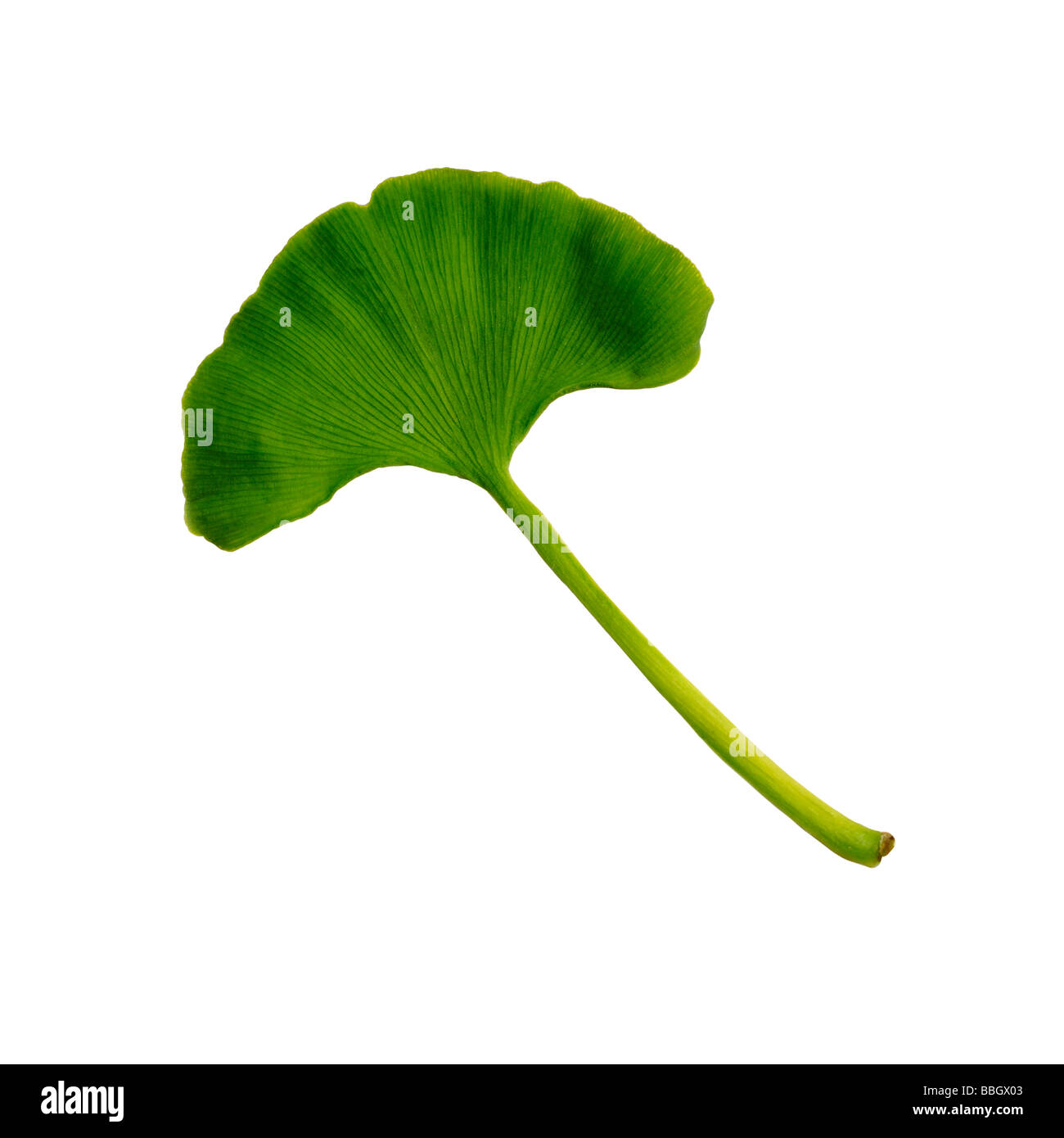 Gingko Biloba or Maidenhair tree leaf Stock Photo Alamy