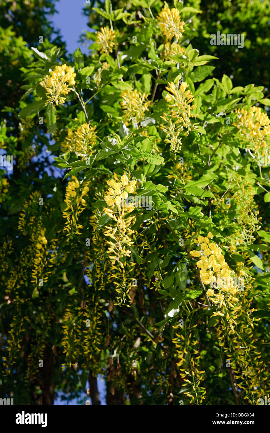 Goldenchain Tree (Laburnum xwatereri) Stock Photo