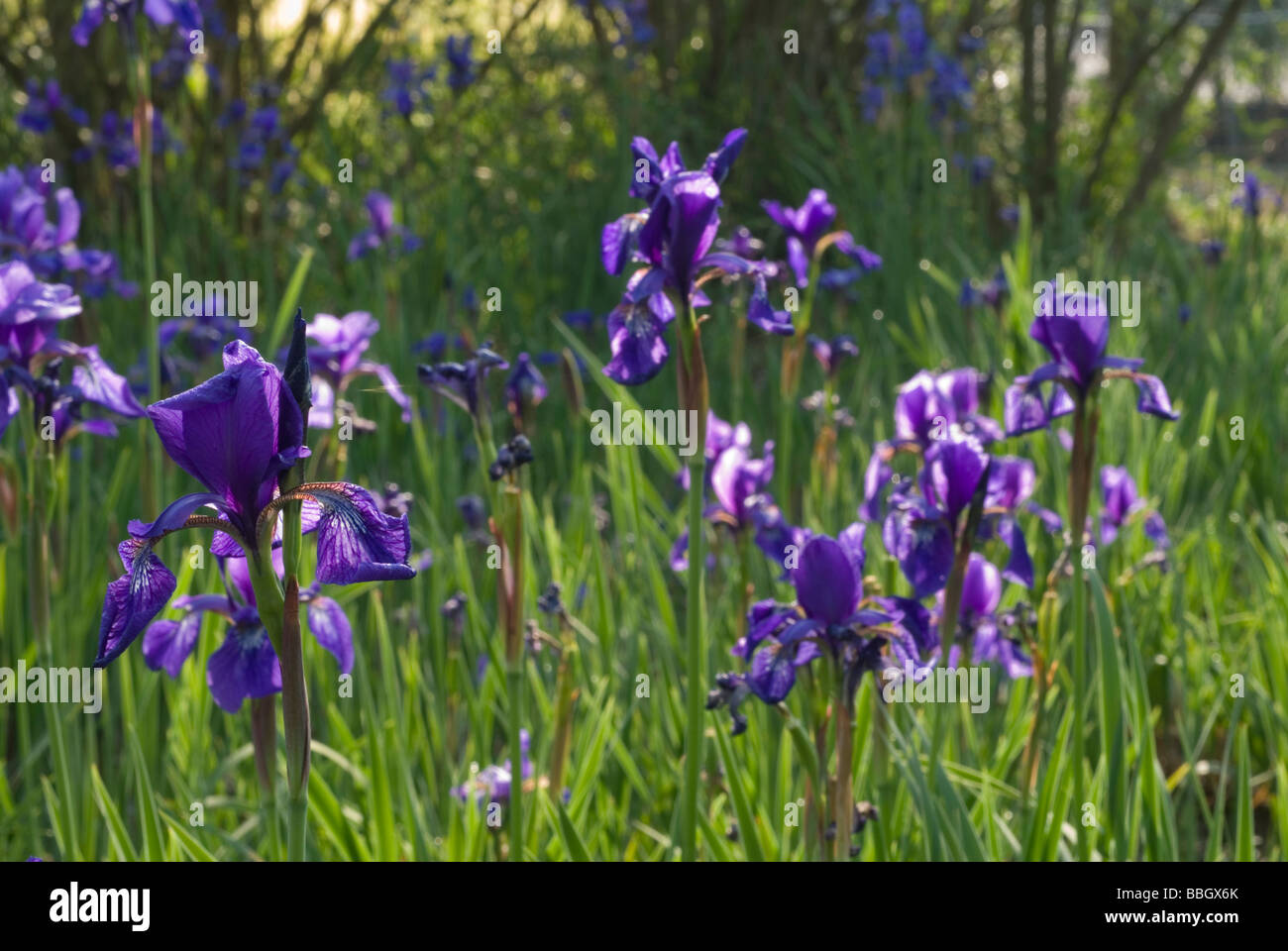 Lily Iris sp., Iridaceae Stock Photo Alamy