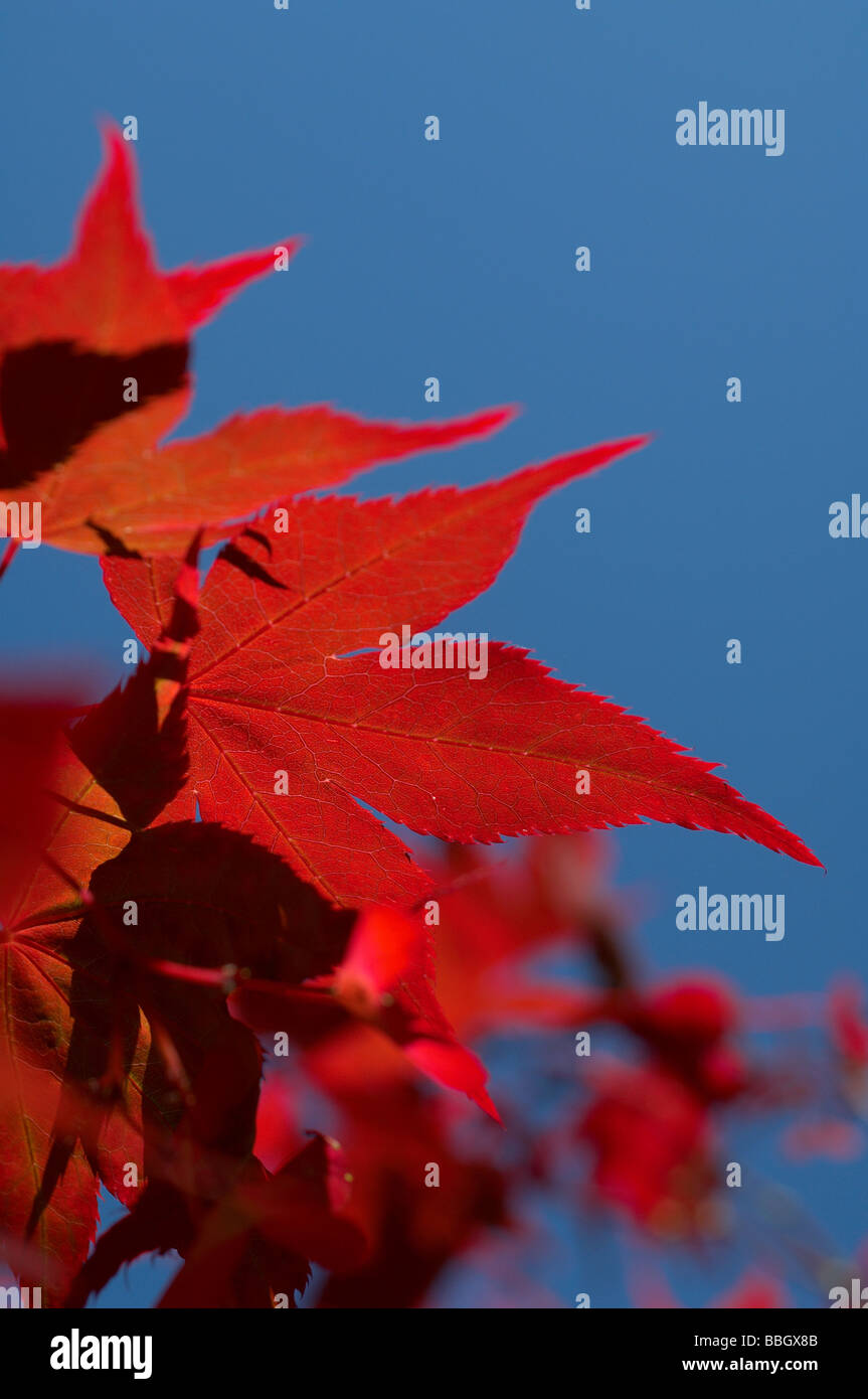 Striking japanese maple tree hi-res stock photography and images - Alamy