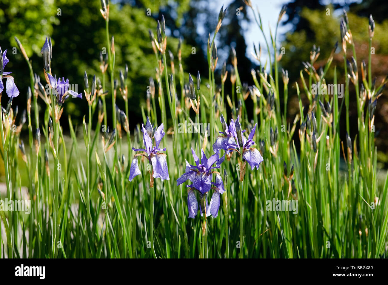 Siberian Iris (Iris sibirica) Stock Photo